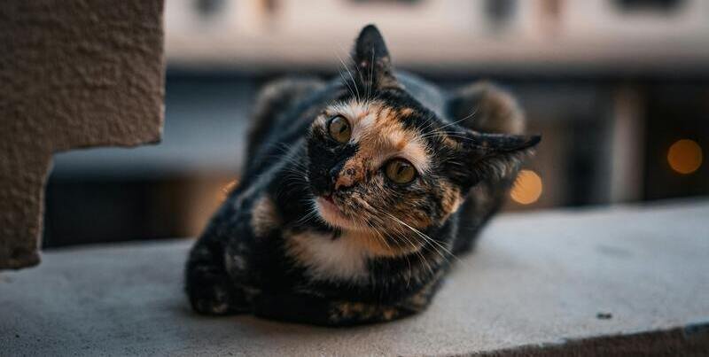 Ilmaisia kuvia netistä